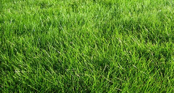  No Mow Meadow Mix