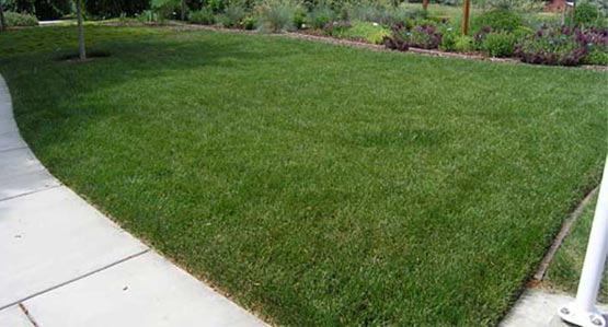 Dwarf El Camino - Highly Drought, Heat, and Wear Tolerant Turf