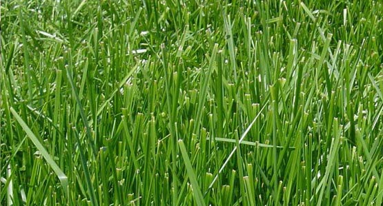RTF Drought Resistant Turf