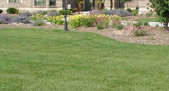 RTF Drought Resistant Turf