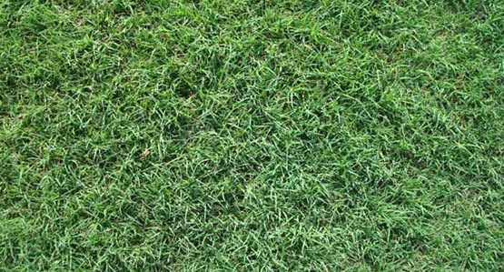 Santa Ana Bermudagrass