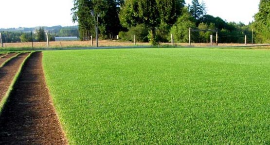 Majestic highly adaptable sod to shade, wear and fungus