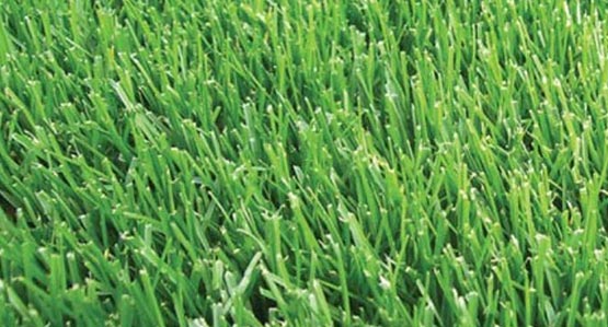 Majestic highly adaptable sod to shade, wear and fungus