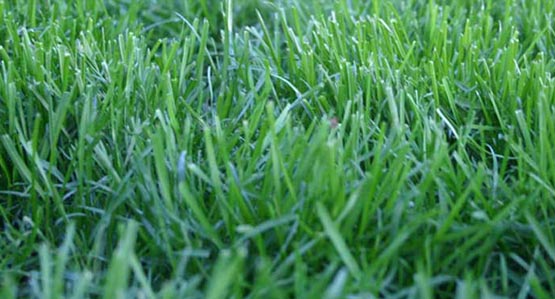 Dwarf El Camino Sod Lawn