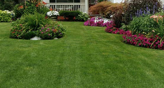  No Mow Meadow Mix