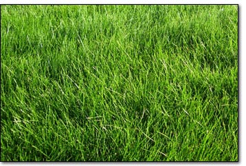 No Mow Meadow Mix - Sierra Sod and Supply, Inc.